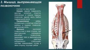 Патологическое образование мягких тканей паравертебральной мышцы спины