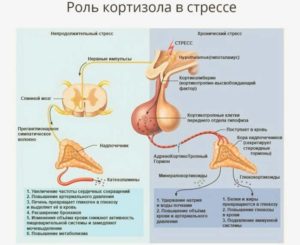 Повышен пролактин и кортизол