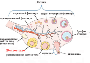 Желтое тело в яичнике
