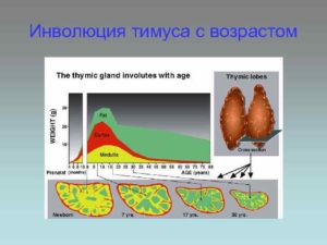 Неполная инволюция тимуса