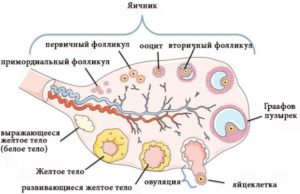 Влияние алкоголя до овуляции на фолликул