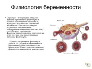 Влияние алкоголя до овуляции на фолликул