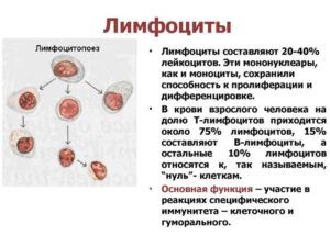 Лимфоциты в крови 47%