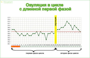 Длинный цикл 42 дня и овуляция