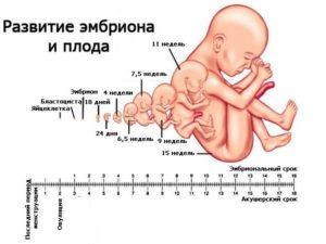 Шевеления плода на 30 неделе беременности