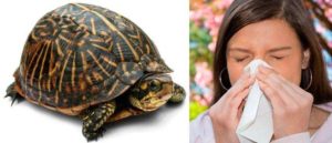 Может ли быть аллергия на черепаху