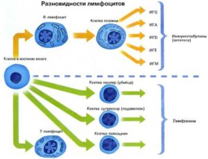 Лимфоциты в крови 47%