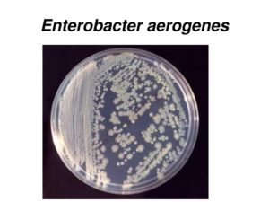 Бактерия enterobacter aerogenes