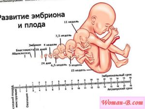 Срок беременности - акушерский и эмбриональный