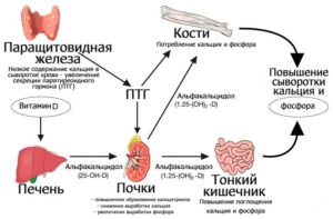 Повышен кальций при недостатке витамина Д и нормальном паратгормоне