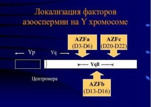 Azf фактор