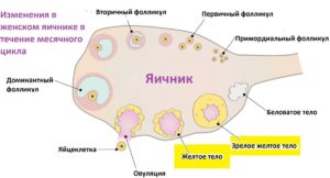 Желтое тело в яичнике