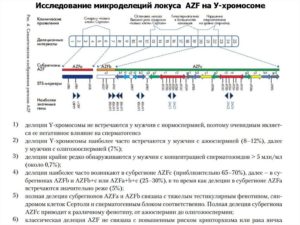 Сдавали анализ микроделеций Y-хромосомы при азооспермии (AZF-фактор), помогите пожалуйста