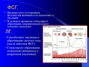 Повышены ЛГ и ФСГ