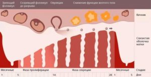 Влияние алкоголя до овуляции на фолликул