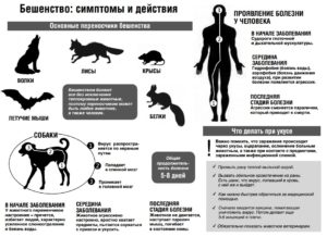 Можно ли заболеть бешенством если порацарапала белка в парке?